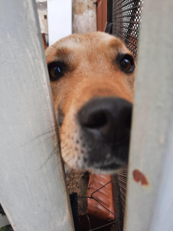 Lucia Cagnolina Taglia Medio Contenuta Simil Pastore
